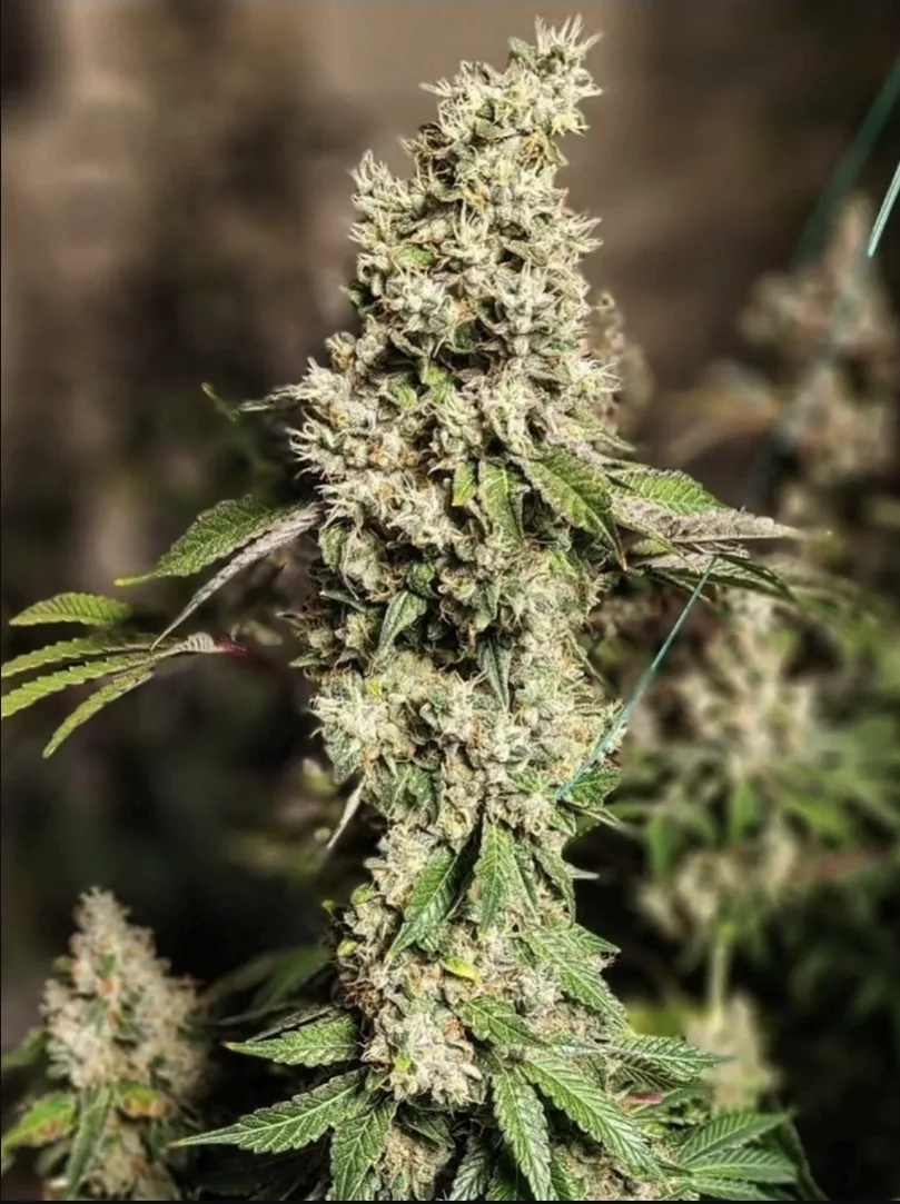 Z Cut RBX2 - Feminized