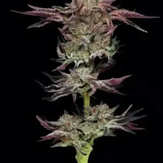 Jelly Donutz - Feminized