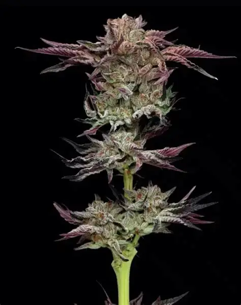 Jelly Donutz - Feminized