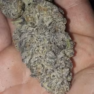 Zurple Punch BX - Feminized